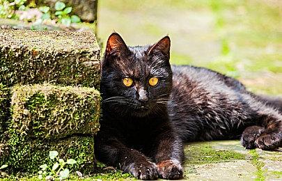 传奇制作人宫本茂解析 带给游戏界前所未有的创新